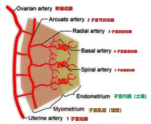内膜要养到多厚，才能让胚胎成功着床？