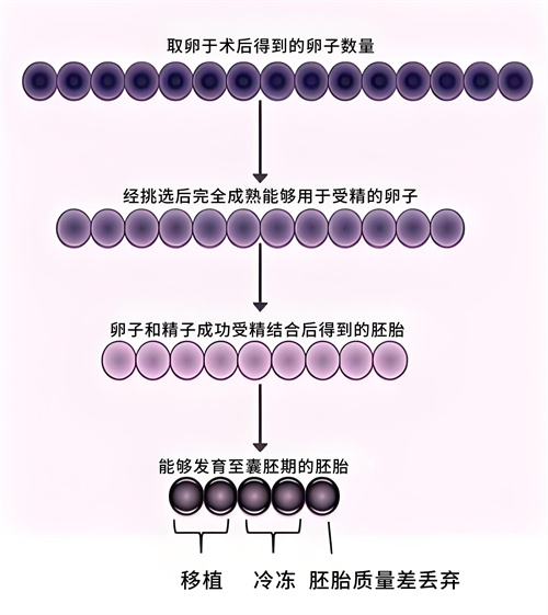 为什么卵泡数、取卵数、胚胎数，会层层"缩水"？