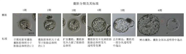 胚胎成长揭秘：4BB 与 3AC 究竟谁更胜一筹？