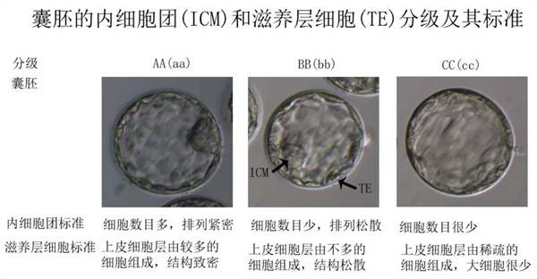 胚胎成长揭秘：4BB 与 3AC 究竟谁更胜一筹？