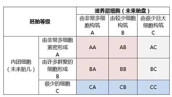 胚胎成长揭秘：4BB 与 3AC 究竟谁更胜一筹？