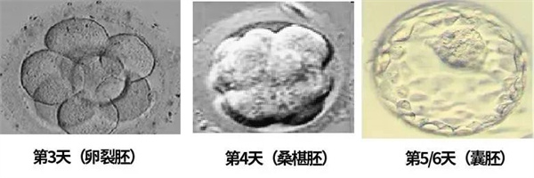 胚胎成长揭秘：4BB 与 3AC 究竟谁更胜一筹？