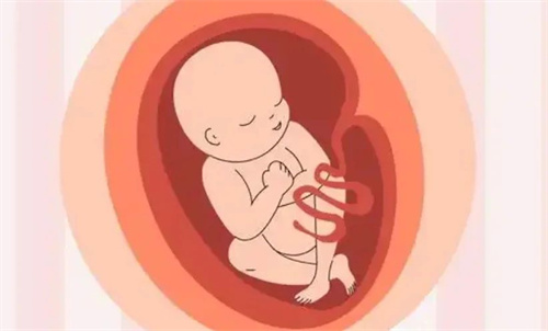 什么是胰岛素抵抗？为什么会影响生育能力？