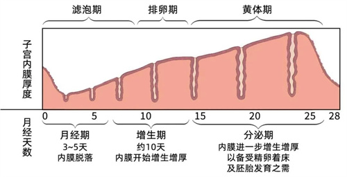多次移植不着床？胚胎移植“黄金窗口”了解一下！