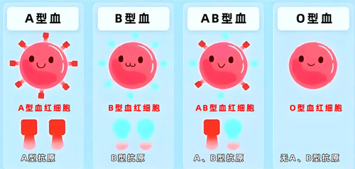 血型不合的隐形危机：新生儿溶血的科学预防指南