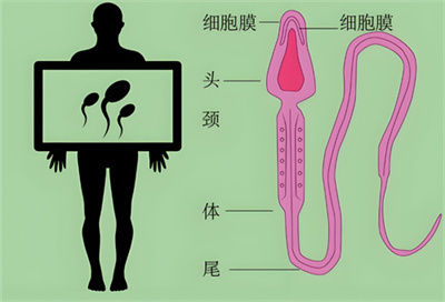 生育从来不是女人的孤军奋战：精液正常≠生育任务完成