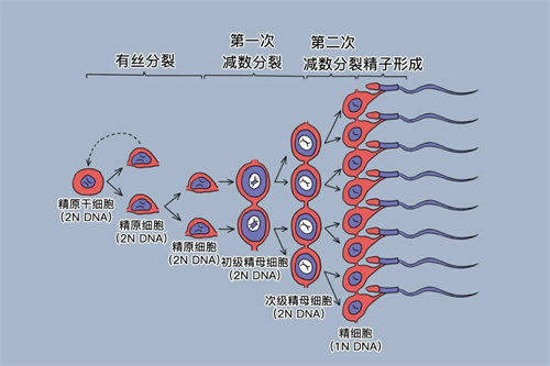 “养精”蓄锐正当时！这份精子“抢救”方案请收好
