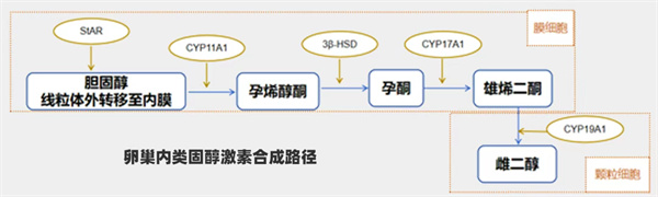 这个激素竟能帮助「卵巢修复」？过低过高都不行！卵泡液重磅研究