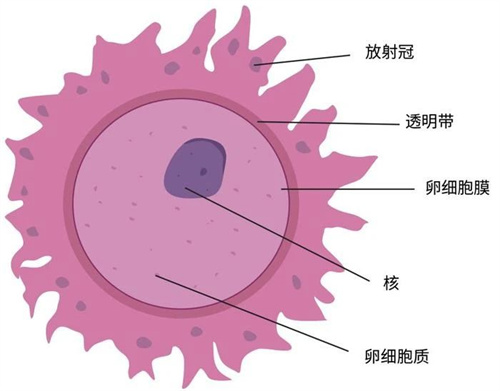 人会变老，卵母细胞也会变老吗？