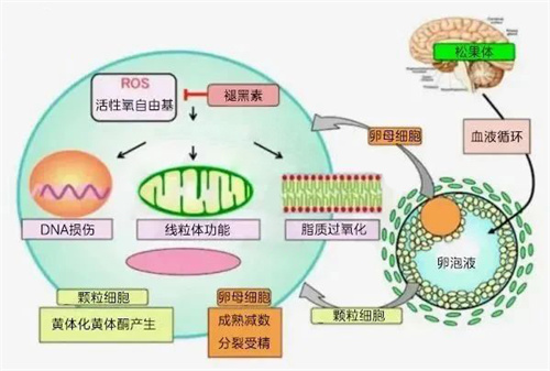 40岁备孕的关键是抗氧化？Yes！补剂首选它，夫妻一起更高效~