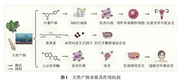 让卵巢恢复年轻态，这些“超级营养”请一定吃够它，高龄抱娃真的很关键！