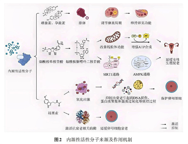 让卵巢恢复年轻态，这些“超级营养”请一定吃够它，高龄抱娃真的很关键！