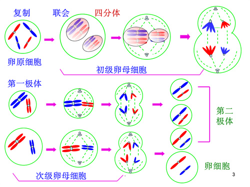 卵子成熟障碍，还有机会怀孕吗？