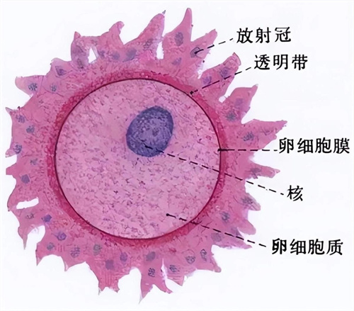 卵子成熟障碍，还有机会怀孕吗？