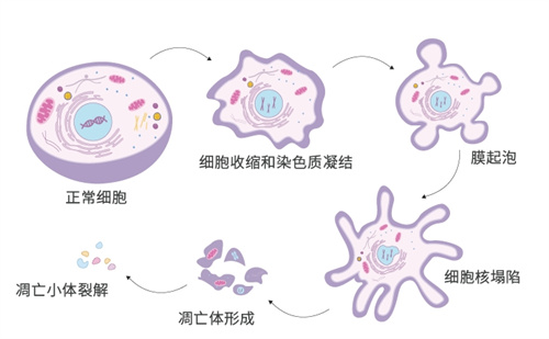 这个抗体阳性“伤胚伤卵”，直接把试管成功率拉低一半！太多人都忽略了…
