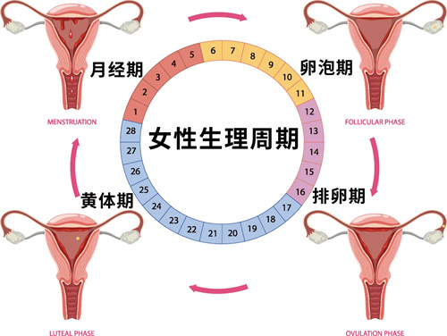 什么样的内膜，胚胎宝宝最爱？超2万例试管周期研究结论公布！