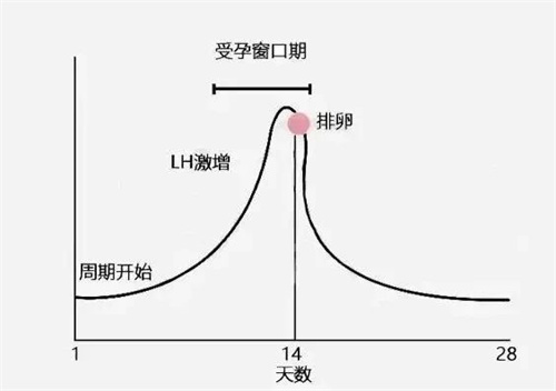 决定获卵数的关键一步，试管姐妹别忽略！