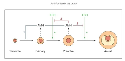 AMH数值低，选择自怀还是做试管？