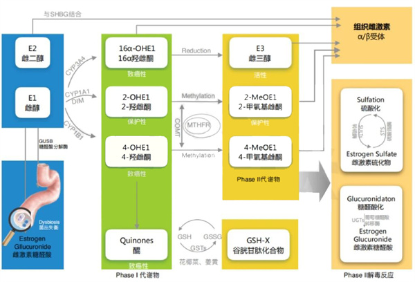 做试管可能会加速“卵巢衰老”？内行人才知道的补救技巧大公开！
