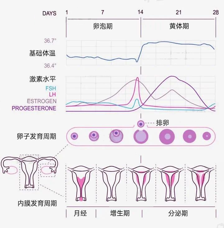 月经前后“褐色分泌物”？警惕！不孕&流产可能都和它有关…