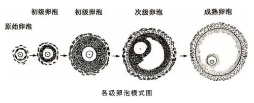 45岁养出优质囊胚，这个养卵方法值得收藏！