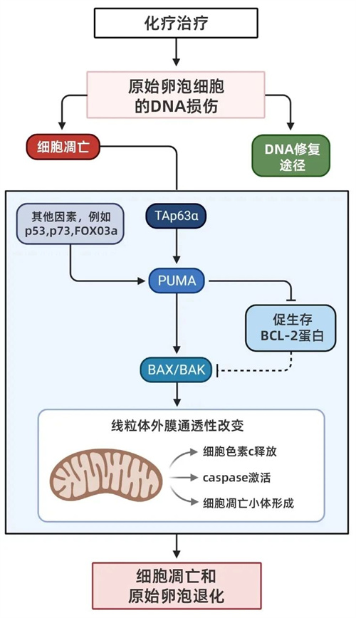 从抗癌战士到母亲：那些被冷冻的希望与重生