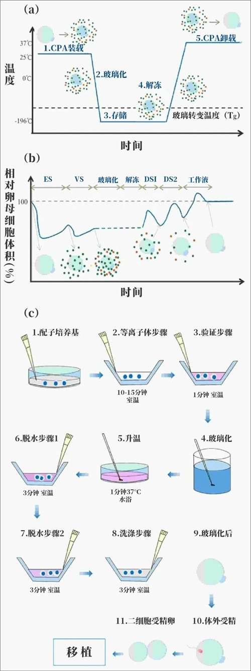 从抗癌战士到母亲：那些被冷冻的希望与重生