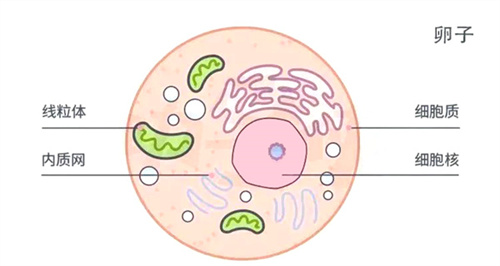 她们的试管怀孕率飙升2倍，竟是因为这？多研究证实，不是玄学！