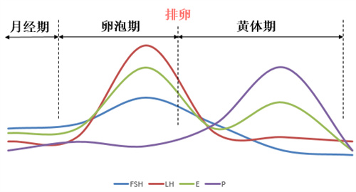 想要“唤醒卵巢”，用这4个方法就对了！