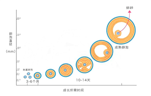 摘掉“卵巢早衰”的帽子！5个关键策略激活卵巢潜能，优质卵泡来报到~