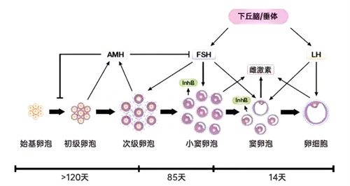 摘掉“卵巢早衰”的帽子！5个关键策略激活卵巢潜能，优质卵泡来报到~