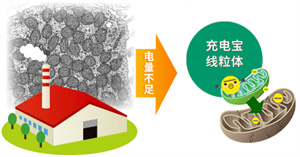 卵子“英雄”记：我是如何修复染色体嵌合胚胎的？