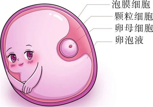 是什么在偷走你的生育力？这个生育“杀手”，你每天都在接触！