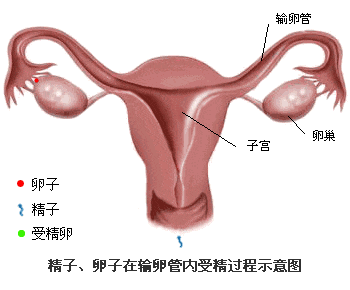 怀孕路上的“拦路虎”，你听过几个？
