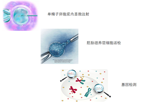 世界胚胎学家日| 用爱与智慧，谱写新生命