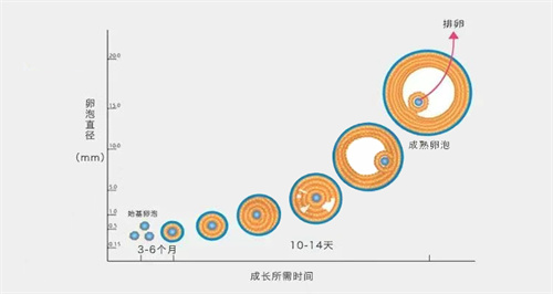 卵泡不到18mm就排卵，是不孕的“元凶”？No！满足这个条件照样怀！