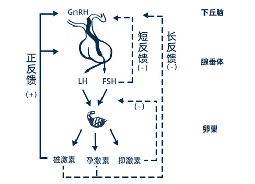 这个「卵巢衰老」的高危因素，50%不孕女性都有？4步逆袭，养出易孕好卵泡！
