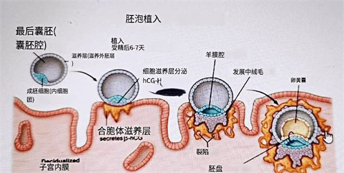 反复移植失败怎么办？这项“黑科技”来助力！