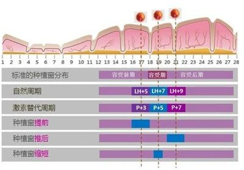 反复移植失败怎么办？这项“黑科技”来助力！