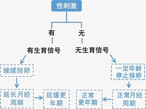 性生活次数决定卵巢功能？！每个月这样安排，对怀娃更有利！