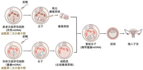 突破基因限制！英国诞生8名“三亲婴儿”