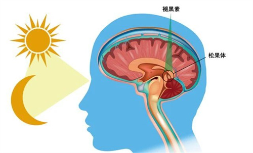 卵泡最强「守护神」，不是辅酶Q10而是它！