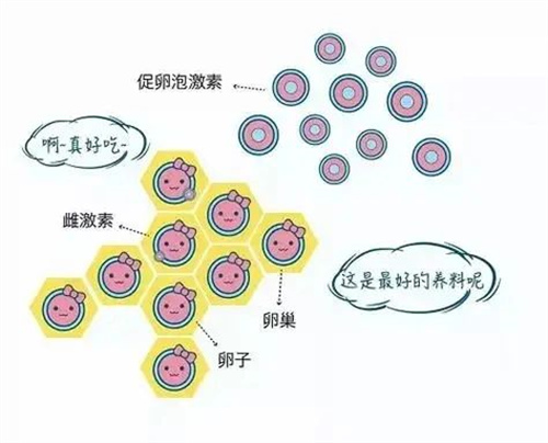 试管促排后卵泡反而变少？背后真相与应对方法全解析