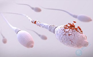 精子碎片率高，试管婴儿养囊是否还有转机？科学护航，生育希望从未熄灭