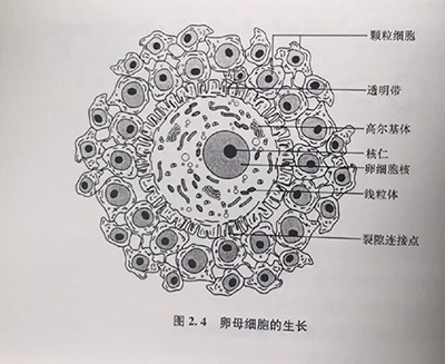 想知道胚胎发育潜能？答案藏在孕前这 90 天里