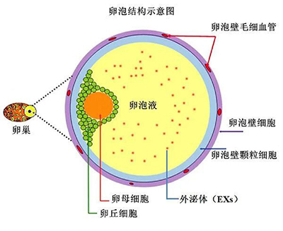 想知道胚胎发育潜能？答案藏在孕前这 90 天里