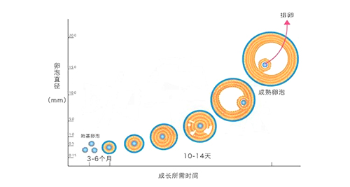 过了40岁AMH低就不好怀?错!忽略这一点,你可能白白焦虑了