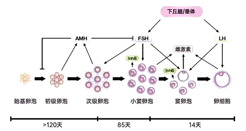 过了40岁AMH低就不好怀?错!忽略这一点,你可能白白焦虑了