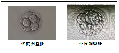 取卵多VS取卵少,哪个试管成功率更高?