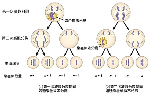 嵌合胚胎移植只能赌运气?这项技术,帮你避开盲目移植!
